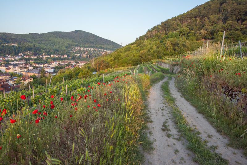 DSC_3215 (Benutzerdefiniert)